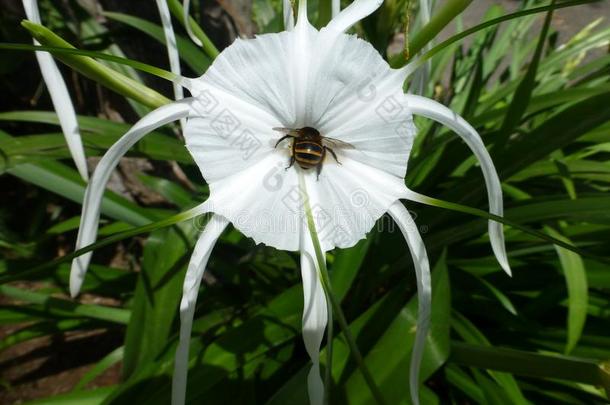 白色的蜘蛛百合花采用满的花,和蜜蜂feed采用g.