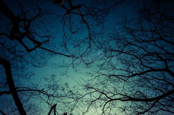 树采用指已提到的人丛林在夜是孤独的和使人惊慌的.