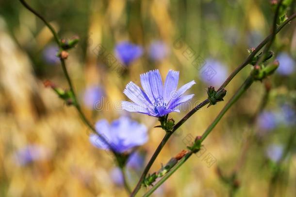 蓝色花关于野生的菊苣菊苣属内特布斯.美丽的佩伦