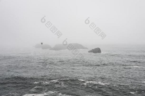 Kirkjufjara海滩-有雾的岩石形成和鸟