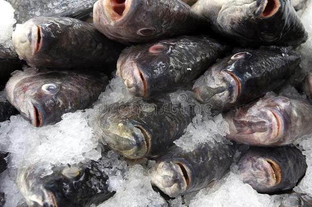 全部的罗非鱼向冰在鱼交易