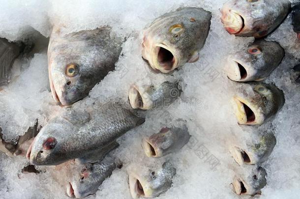 全部的栖息处向冰在鱼交易