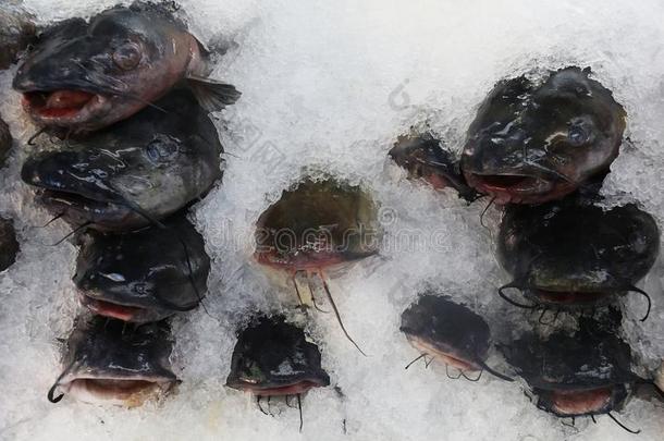 野生的猫鱼向冰在鱼交易