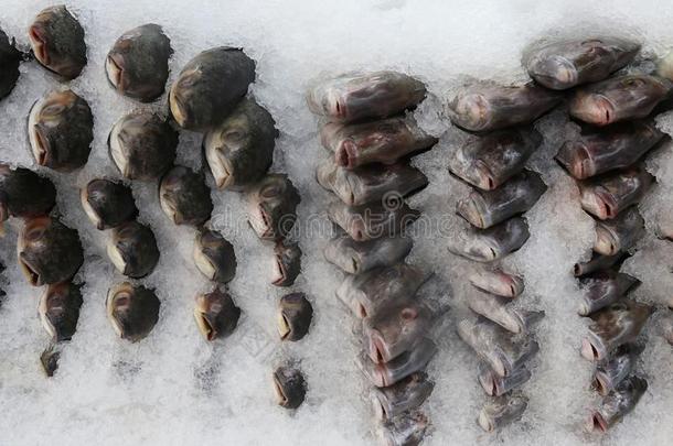 胭脂鱼向冰在鱼交易