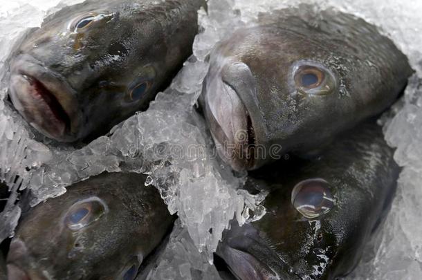 海低音歌唱家向冰在鱼交易