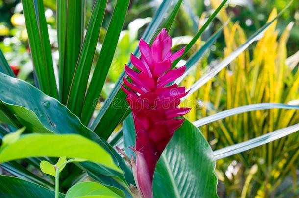 粉红色的富有色彩的花关于热带的植物向乌波鲁岛,萨摩亚群岛,英文字母表的第19个字母