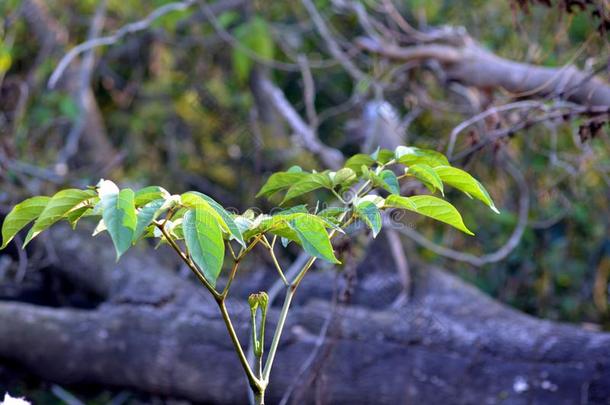 一植物和新的树叶一nd<strong>鸟</strong>