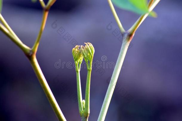 一植物和新的树叶一nd鸟