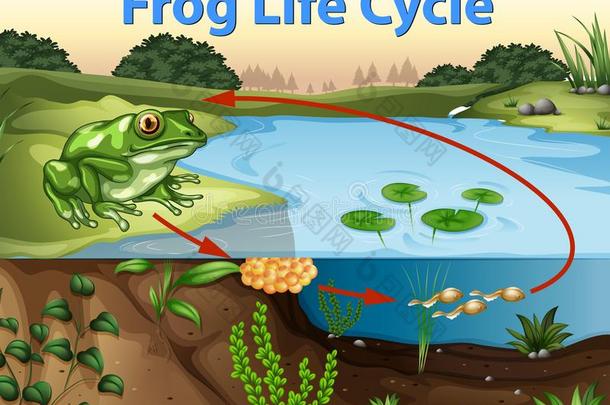 科学关于青蛙生活循环