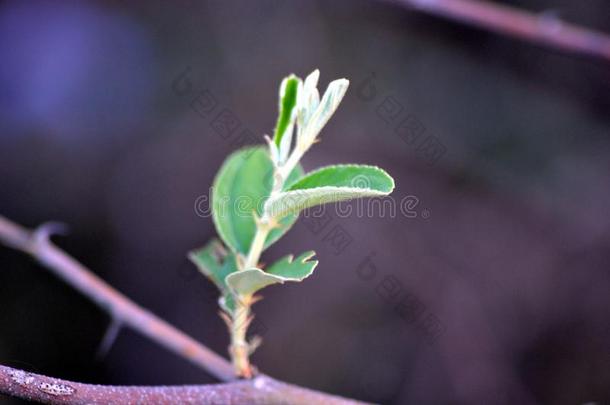 一植物和新的树叶一nd鸟