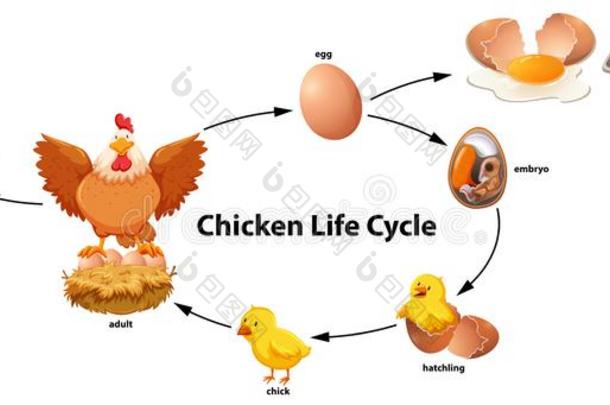 科学关于鸡生活循环
