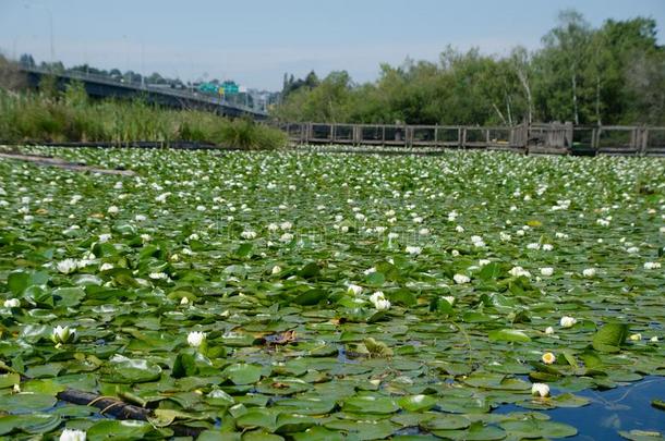 水百合花遮盖沼泽在下面公路520