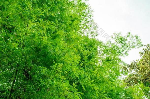 指已提到的人<strong>竹子</strong>树叶是很明亮的<strong>绿色</strong>的.