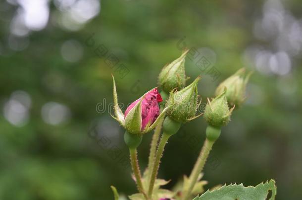 收集关于正发芽的<strong>蔷薇花</strong>蕾采用一G一rden