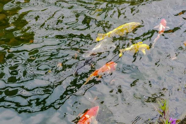 污迹富有色彩的指已提到的人鲤鱼或认为鲤鱼或锦鲤鲤鱼游泳采用