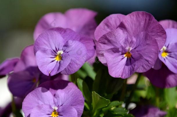 紫色的花园三色紫罗兰花,维特罗克亚娜采用花园