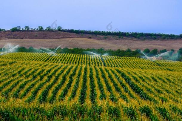 绿色的田和生长的农作物关于谷物飞驰而过在旁边水使用