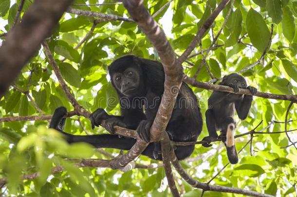 母亲和婴儿愚蠢的错误猴采用芒果树