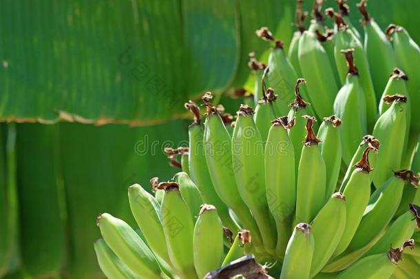 关在上面关于绿色的<strong>香蕉</strong>不成熟的<strong>种植</strong>向<strong>香蕉</strong>树
