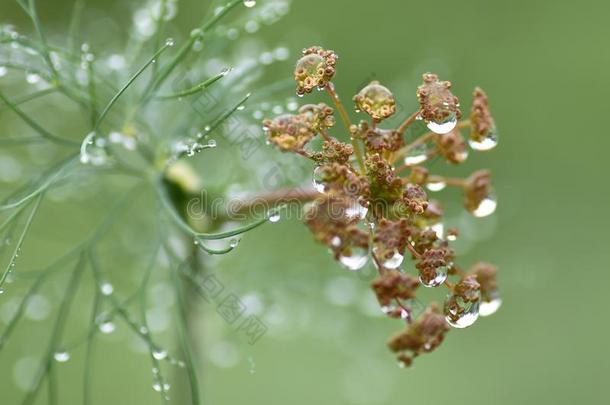 宏指令雨<strong>小</strong>茴香香料花园Ð£ÐºÑÐ¾Ð¿Ð²ÐºÐ°Ð¿Ð»ÑÑÐ´Ð¾Ð¶Ð