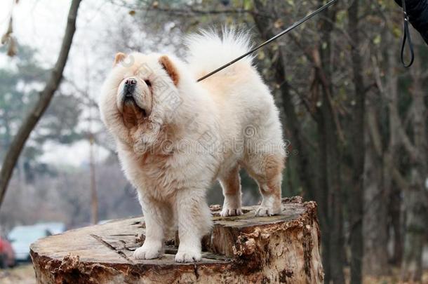 中国人白色的原产地中国的狗原产地中国的狗