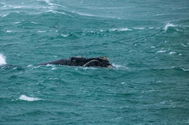 南方的立刻鲸采用暴风雨