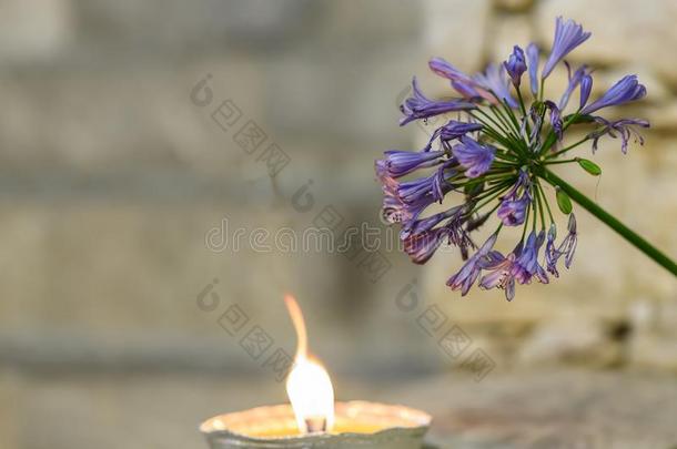 点火蜡烛和产于非洲的爱情花花