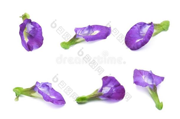 放置关于美丽的紫色的蝴蝶豌豆花