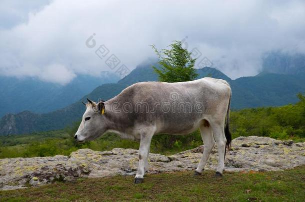 原始的牛产.保加利亚人灰色牛.
