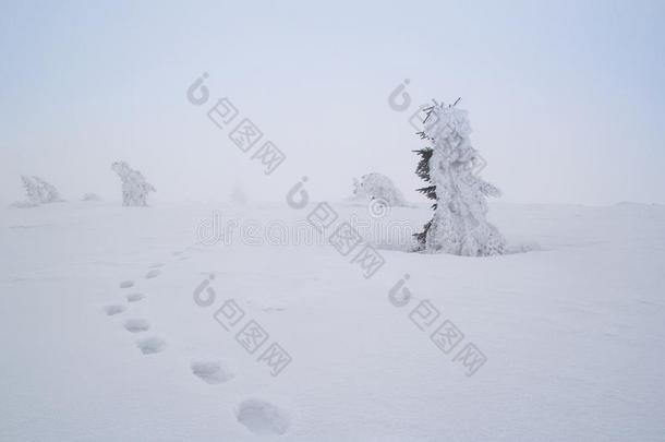 一被<strong>打败</strong>的小路采用指已提到的人雪在之间雪y侏儒针枞向一有雾的