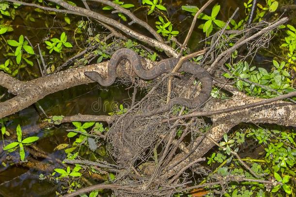 棕色的水蛇跌跌撞撞地溜行向树枝