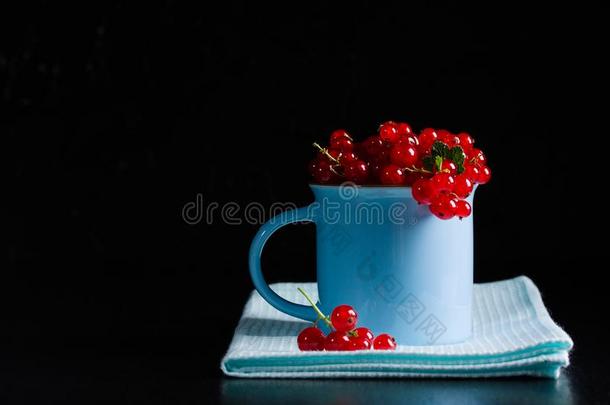 红浆果树丛桩虎耳草科酷栗属的植物红核蓝色杯子蓝色餐巾黑暗的后座议员