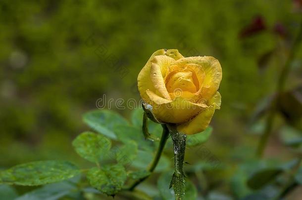 一美丽的盛开的黄色的玫瑰和使<strong>溅起水</strong>向它