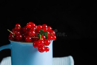 红浆果树丛桩虎耳草科酷栗属的植物红核蓝色杯子蓝色餐巾黑暗的后座议员图片