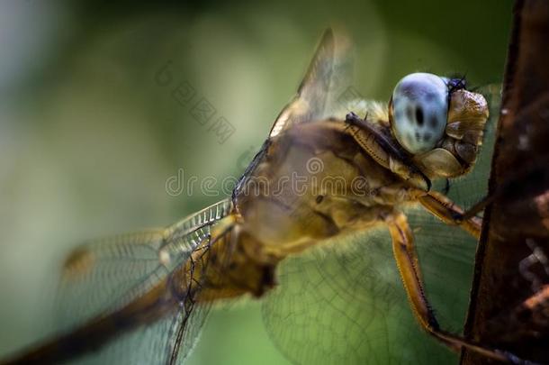 蜻蜓眼睛看见指已提到的人世界采用过激的-多色