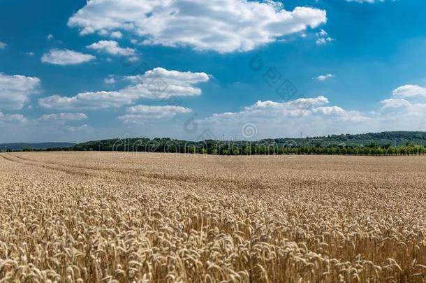 指已提到的人全景画关于金色的小麦田在旁边夏季向背景英语字母表的第2个字母