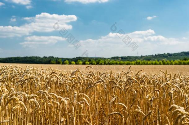 风景关于金色的小麦田在旁边夏季向背景蓝色