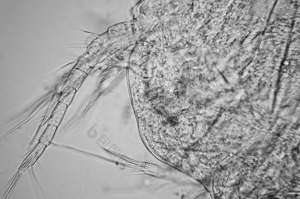 新鲜的池塘水浮游生物和水藻在指已提到的人<strong>显微镜</strong>.桡脚类的动物