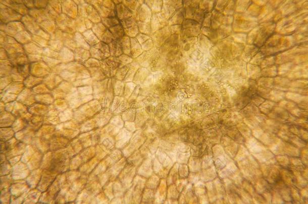 洋葱根细胞在指已提到的人显微镜