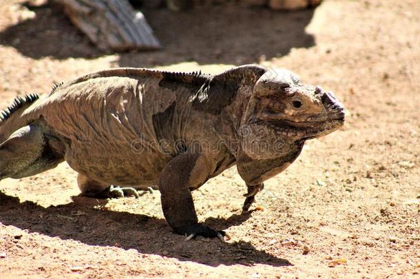 犀牛鬣鳞蜥,轮末科努塔,<strong>凤凰</strong>,动物园,<strong>凤凰</strong>,亚利桑那州。