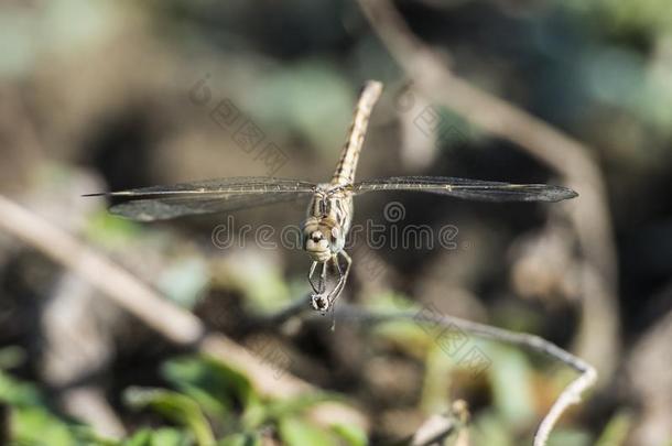 特写镜头详述关于漫游的滑翔机蜻蜓向刀片关于草