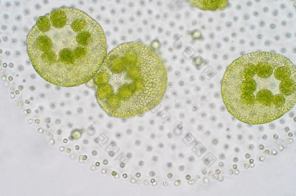 伏尔沃克斯是（be的三单形式一多源的属关于绿色植物绿色的一lg一e或<strong>咽炎</strong>