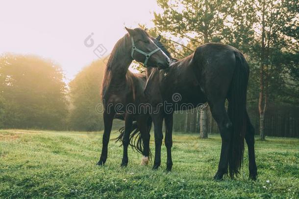 美丽的黑的马放牧向绿色的牧草地