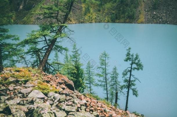 冷杉树生长的向岩石在近处美丽的镇定的山湖