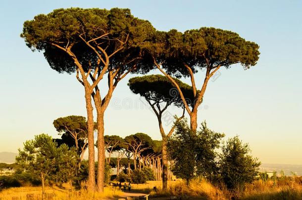 树采用指已提到的人古代的罗马dur采用g指已提到的人日落