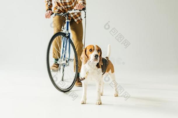 裁切不正的影像关于骑单车的人佃户租种的土地拴猎狗的皮带和猎兔犬