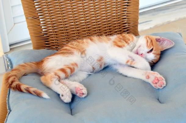 幸福的营救小猫睡眠向他的椅子