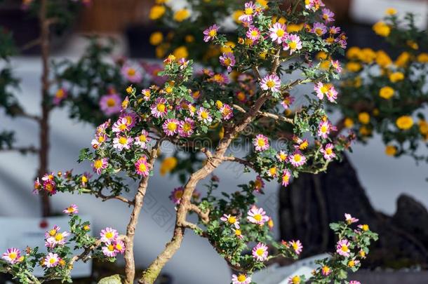 陈列关于开花盆景树,小田原,黑色亮漆.关-在上面.