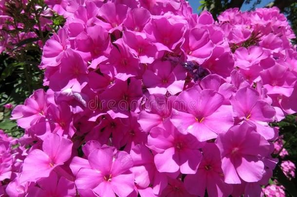 关-在上面紫色的八仙花属花采用七月