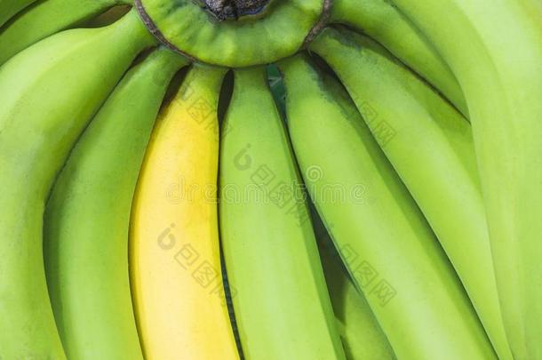 成熟的<strong>黄色</strong>的<strong>香蕉</strong>采用绿色的生的<strong>香蕉</strong>